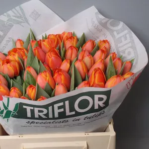 Тюльпаны оптом Кемерово к 8 марта 2016 