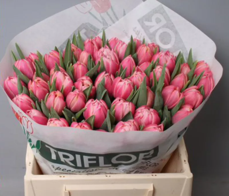 Тюльпаны оптом Кемерово к 8 марта 2016  2